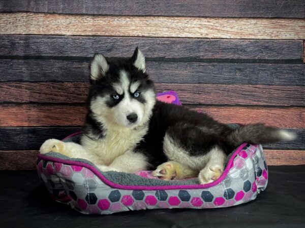 Siberian Husky-DOG-Female-Black Tan and White-24791-Petland Scottsdale, Arizona
