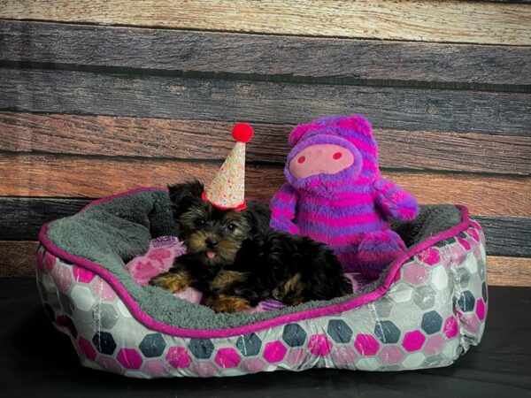 Yorkshire Terrier-DOG-Female-Black / Tan-24780-Petland Scottsdale, Arizona
