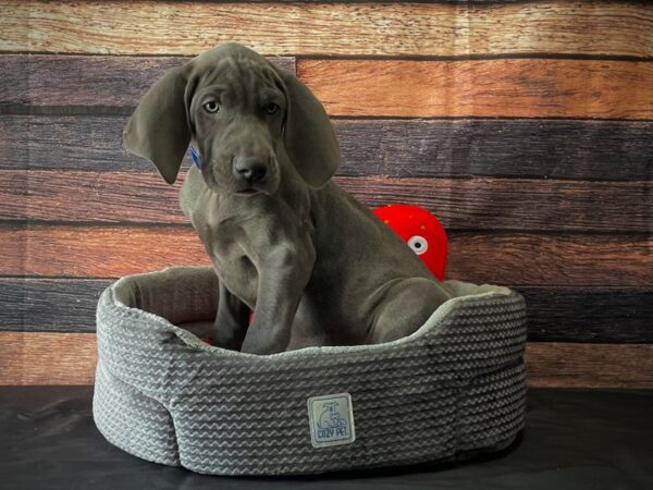 Weimaraner-DOG-Male-Blue-24804-Petland Scottsdale, Arizona