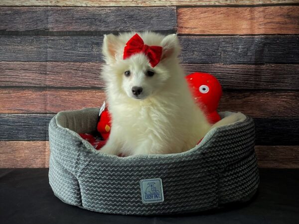 American Eskimo Dog-DOG-Female-White-24823-Petland Scottsdale, Arizona