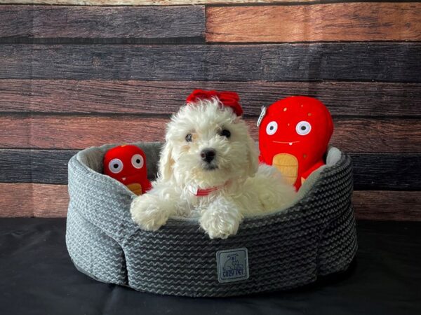Bichon Frise-DOG-Female-White-24813-Petland Scottsdale, Arizona