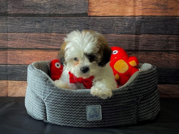 Bichon Frise/Shih Tzu-DOG-Male-White / Gold-24806-Petland Scottsdale, Arizona