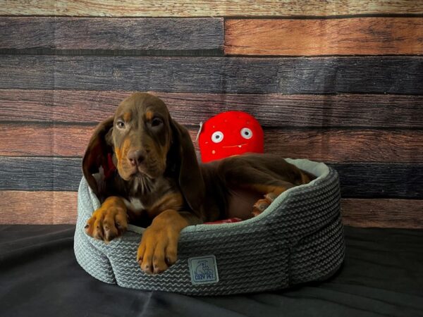 Bloodhound-DOG-Male-Liver-24797-Petland Scottsdale, Arizona