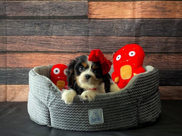 Cavalier King Charles Spaniel-DOG-Female-Black and White-24814-Petland Scottsdale, Arizona