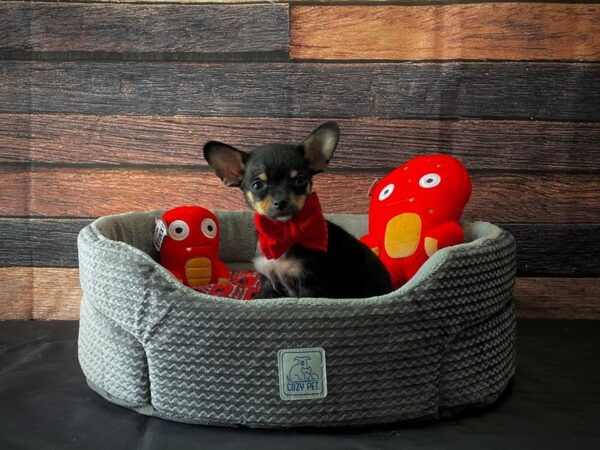 Chihuahua-DOG-Male-Black / Tan-24798-Petland Scottsdale, Arizona