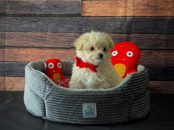 Chihuahua/Maltese-DOG-Male-Cream-24807-Petland Scottsdale, Arizona