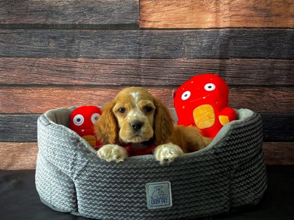 Cocker Spaniel-DOG-Male-Buff-24815-Petland Scottsdale, Arizona