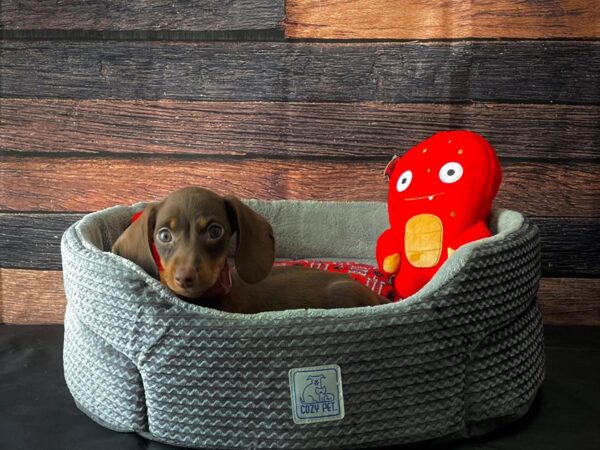 Dachshund-DOG-Female-Chocolate and Tan-24816-Petland Scottsdale, Arizona