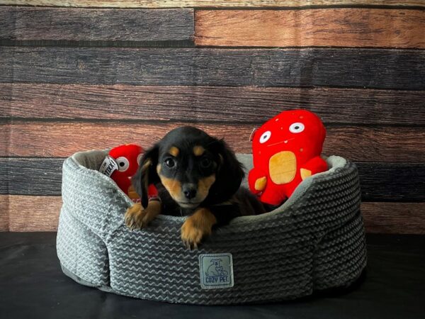 Dachshund-DOG-Female-Black / Tan-24799-Petland Scottsdale, Arizona