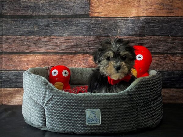 F1B Morkie-DOG-Male-Black / Tan-24808-Petland Scottsdale, Arizona
