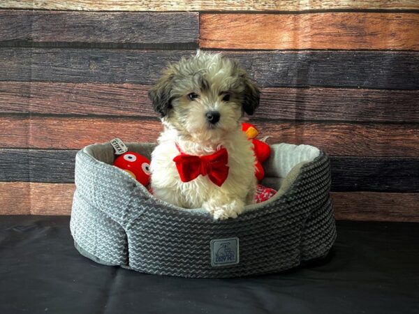 Havanese-DOG-Male-Silver Sable-24817-Petland Scottsdale, Arizona