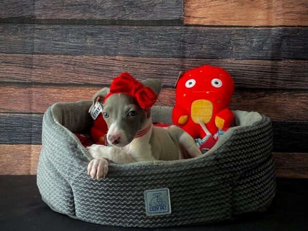Italian Greyhound-DOG-Female-Blue-24800-Petland Scottsdale, Arizona