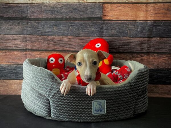 Italian Greyhound-DOG-Male-Blue Fawn-24801-Petland Scottsdale, Arizona
