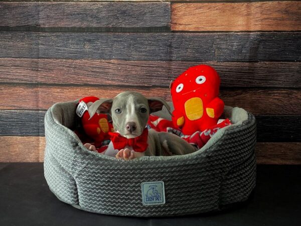 Italian Greyhound-DOG-Male-Blue-24802-Petland Scottsdale, Arizona