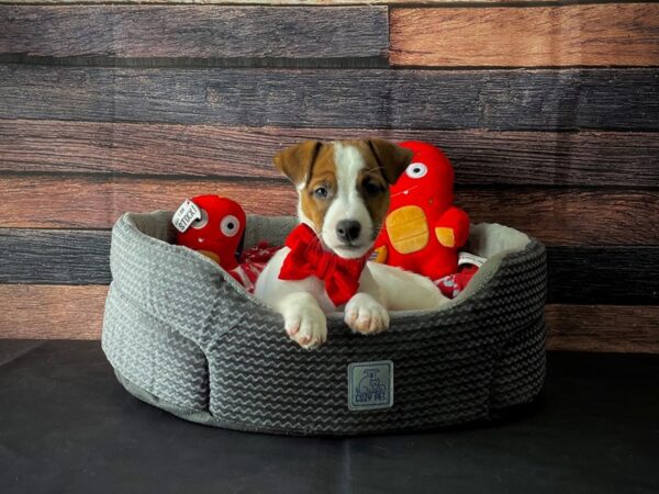 Jack Russell Terrier-DOG-Male-White / Red-24805-Petland Scottsdale, Arizona