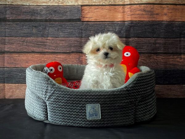 Maltese-DOG-Female-White-24803-Petland Scottsdale, Arizona