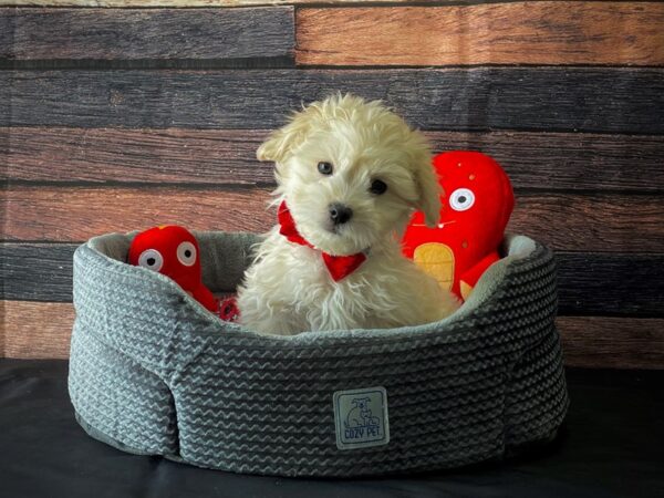 Maltese/Poodle-DOG-Male-Cream-24821-Petland Scottsdale, Arizona