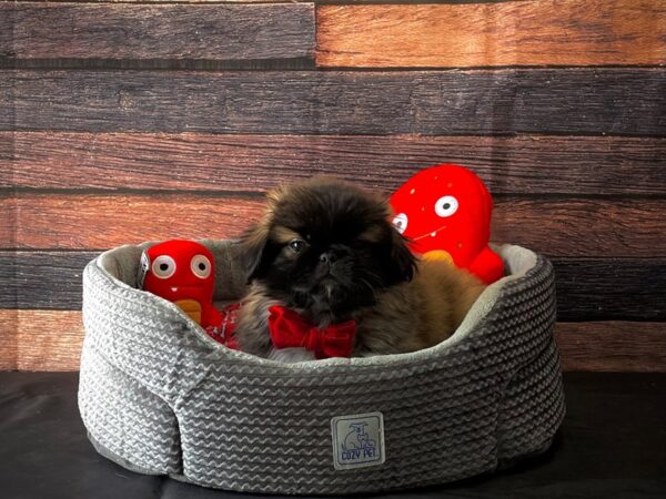 Pekingese-DOG-Male-Fawn-24818-Petland Scottsdale, Arizona