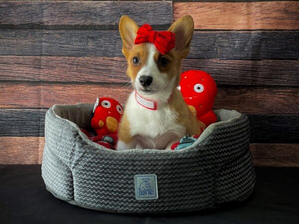Pembroke Welsh Corgi-DOG-Female-Sable-24819-Petland Scottsdale, Arizona