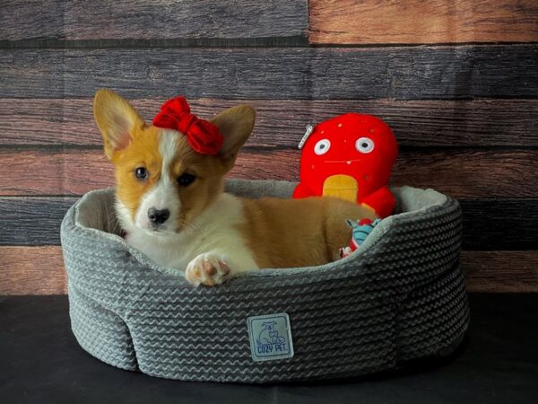 Pembroke Welsh Corgi-DOG-Female-Red-24809-Petland Scottsdale, Arizona