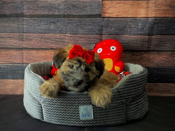 Poodle/Soft Coated Wheaten Terrier-DOG-Female-Wheaten-24811-Petland Scottsdale, Arizona