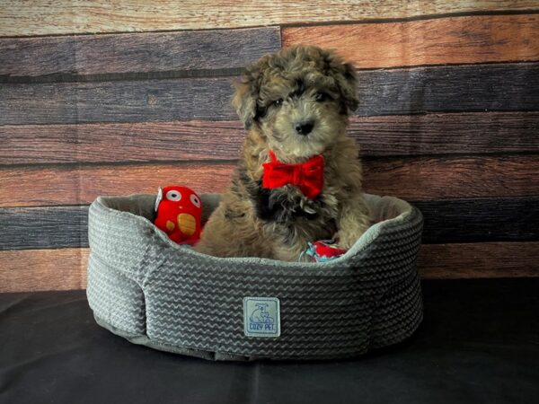 Poodle/Soft Coated Wheaten Terrier-DOG-Male-Blue Merle-24812-Petland Scottsdale, Arizona