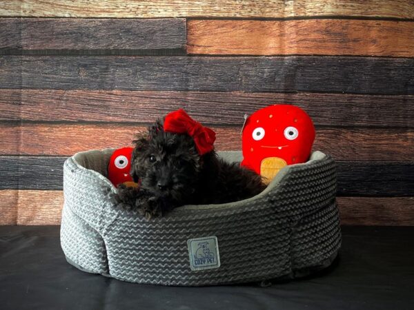 Poodle/Yorkshire Terrier-DOG-Female-Black and Tan-24822-Petland Scottsdale, Arizona