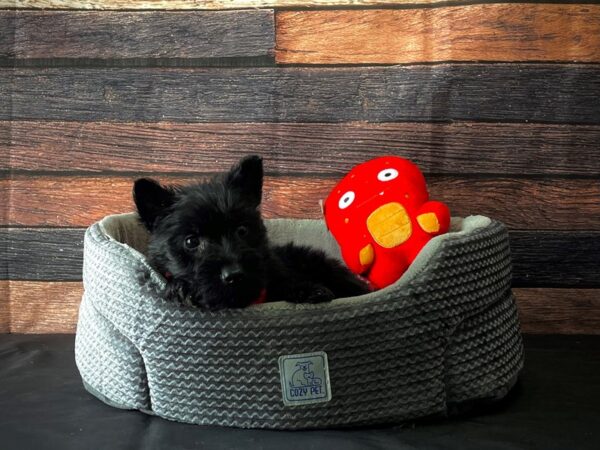 Scottish Terrier-DOG-Male-Black-24810-Petland Scottsdale, Arizona