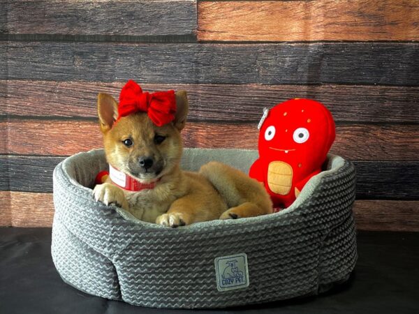 Shiba Inu-DOG-Female-Red-24820-Petland Scottsdale, Arizona