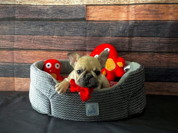 French Bulldog-DOG-Male-Fawn-24826-Petland Scottsdale, Arizona