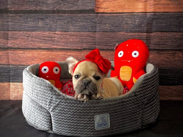 French Bulldog-DOG-Female-Fawn-24827-Petland Scottsdale, Arizona