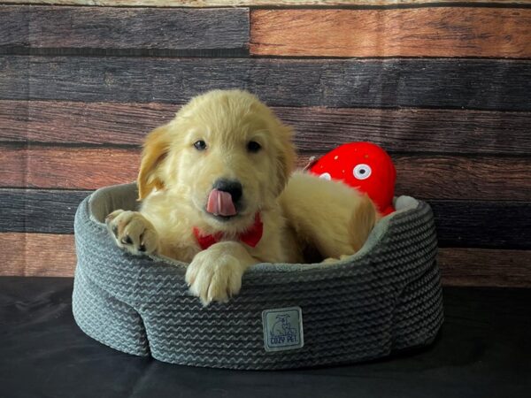 Golden Retriever-DOG-Male-Golden-24824-Petland Scottsdale, Arizona