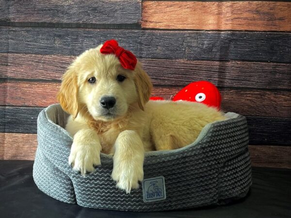 Golden Retriever-DOG-Female-Golden-24825-Petland Scottsdale, Arizona