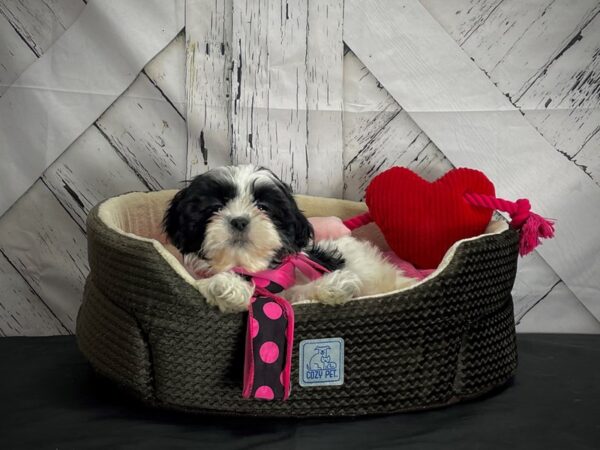 Shih Tzu-DOG-Female-Black / White-24847-Petland Scottsdale, Arizona