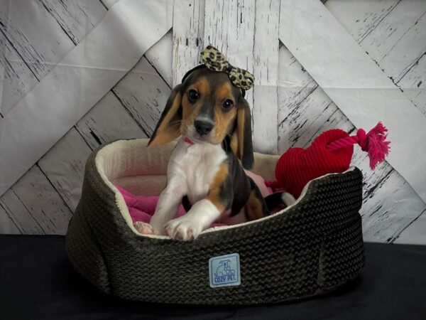 Beagle-DOG-Female-Black Tan / White-24842-Petland Scottsdale, Arizona