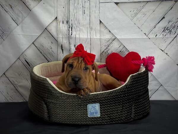 Beagle/Shar Pei-DOG-Female-Fawn-24855-Petland Scottsdale, Arizona