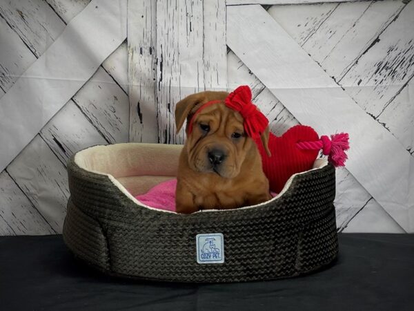 Beagle/Shar Pei-DOG-Female-Red Sable-24856-Petland Scottsdale, Arizona