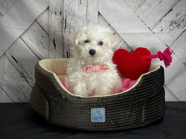 Bichon Frise-DOG-Male-White and Buff-24828-Petland Scottsdale, Arizona