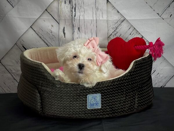 Bichon Frise-DOG-Female-White-24829-Petland Scottsdale, Arizona