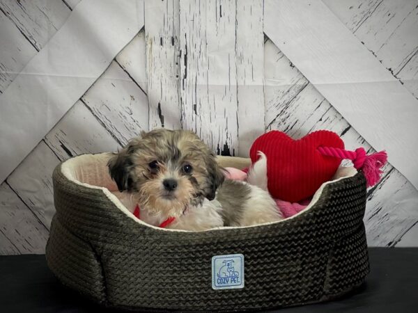 Bichon Frise/Shih Tzu-DOG-Male-White / Gold-24850-Petland Scottsdale, Arizona