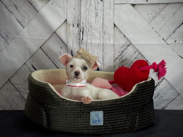 Chihuahua-DOG-Female-Cream and White-24831-Petland Scottsdale, Arizona