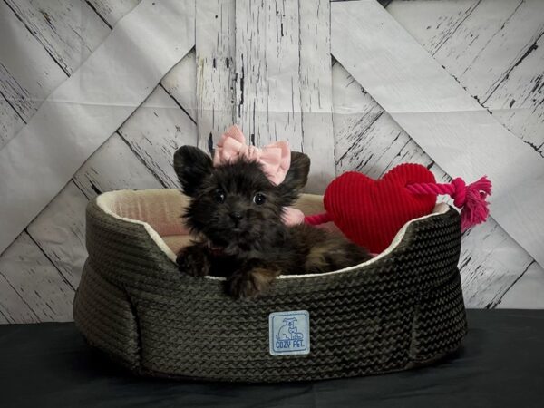 Chihuahua/Dachshund-DOG-Female-Fawn Brindled and Black-24838-Petland Scottsdale, Arizona