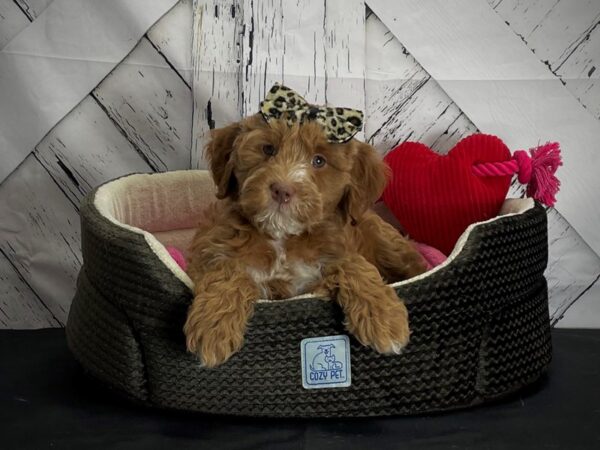 F1B Mini Goldendoodle-DOG-Female-Red-24852-Petland Scottsdale, Arizona