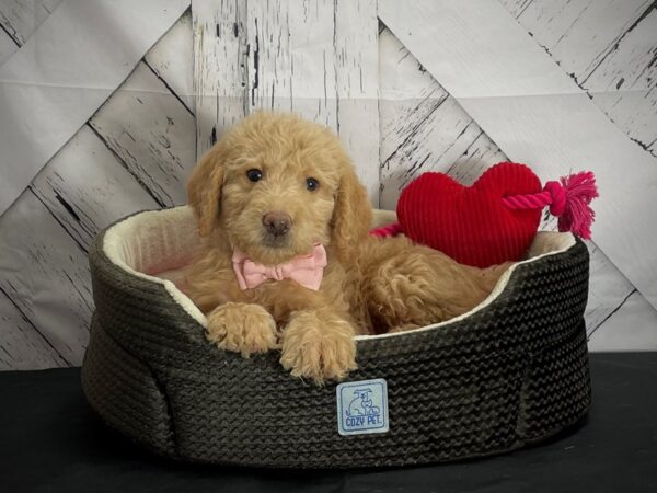 Labradoodle F1-B-DOG-Male-Apricot-24853-Petland Scottsdale, Arizona