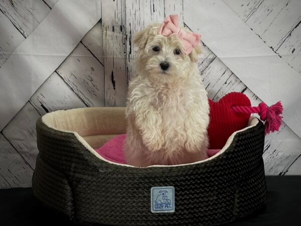 Maltese/Poodle-DOG-Female-White and Apricot-24839-Petland Scottsdale, Arizona