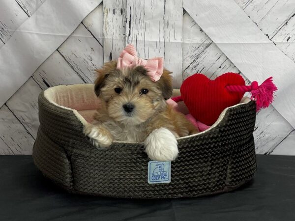 Maltese/Yorkshire Terrier-DOG-Female-Gold-24840-Petland Scottsdale, Arizona