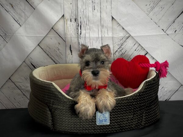 Miniature Schnauzer-DOG-Male-Salt and Pepper-24834-Petland Scottsdale, Arizona