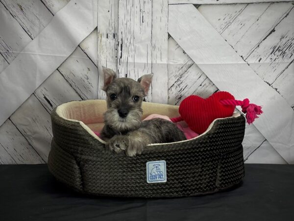 Miniature Schnauzer-DOG-Male-Salt / Pepper-24845-Petland Scottsdale, Arizona