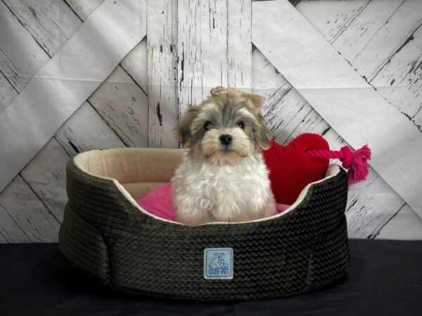 Poodle/Yorkshire Terrier-DOG-Female-Brown and White-24841-Petland Scottsdale, Arizona