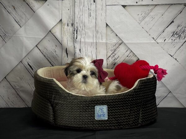 Shih Tzu-DOG-Female-White / Gold-24848-Petland Scottsdale, Arizona
